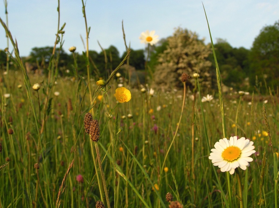 Wildflower meadow at Hackney Leys